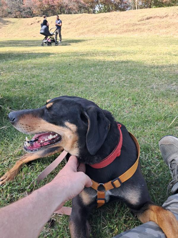 Skylar, una bellissima simil segugia Foto 5